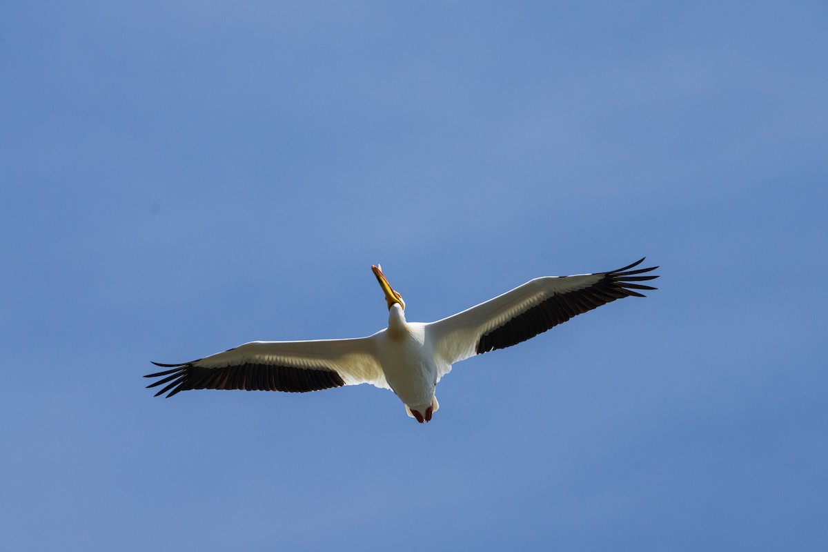 American White Pelican - ML657411748
