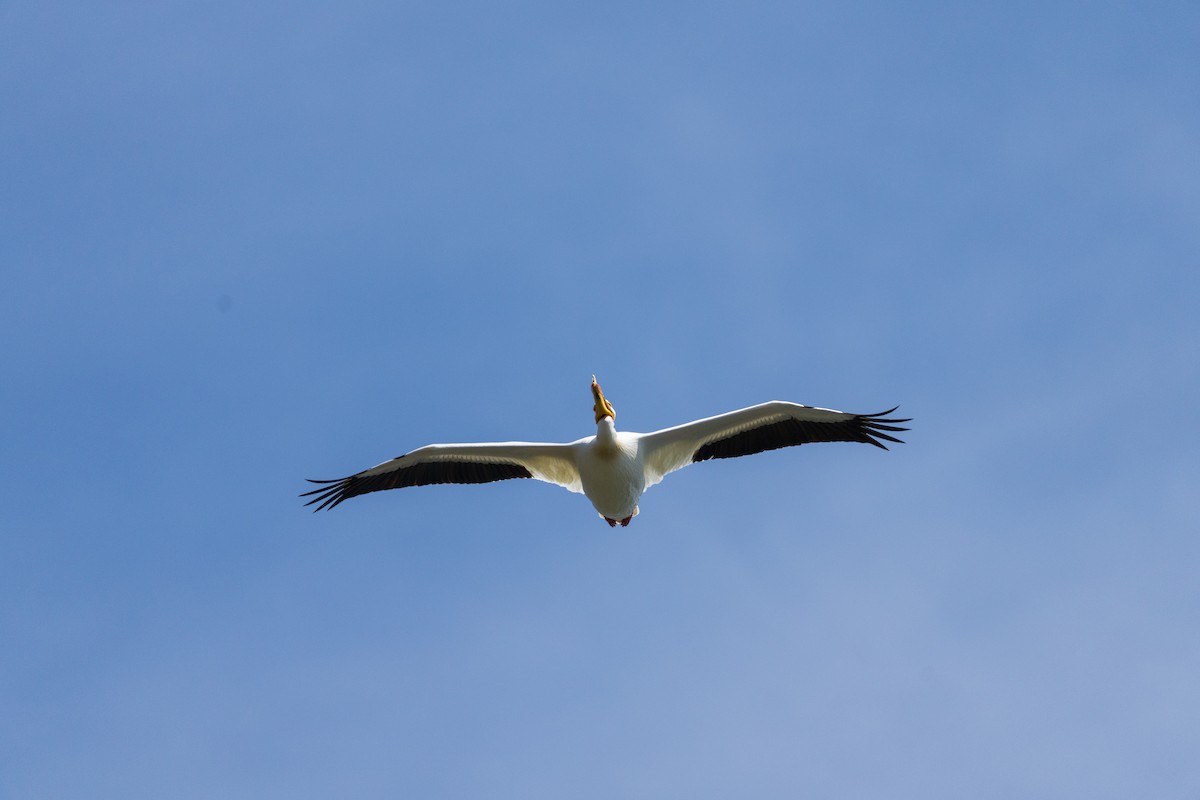 American White Pelican - ML657411749