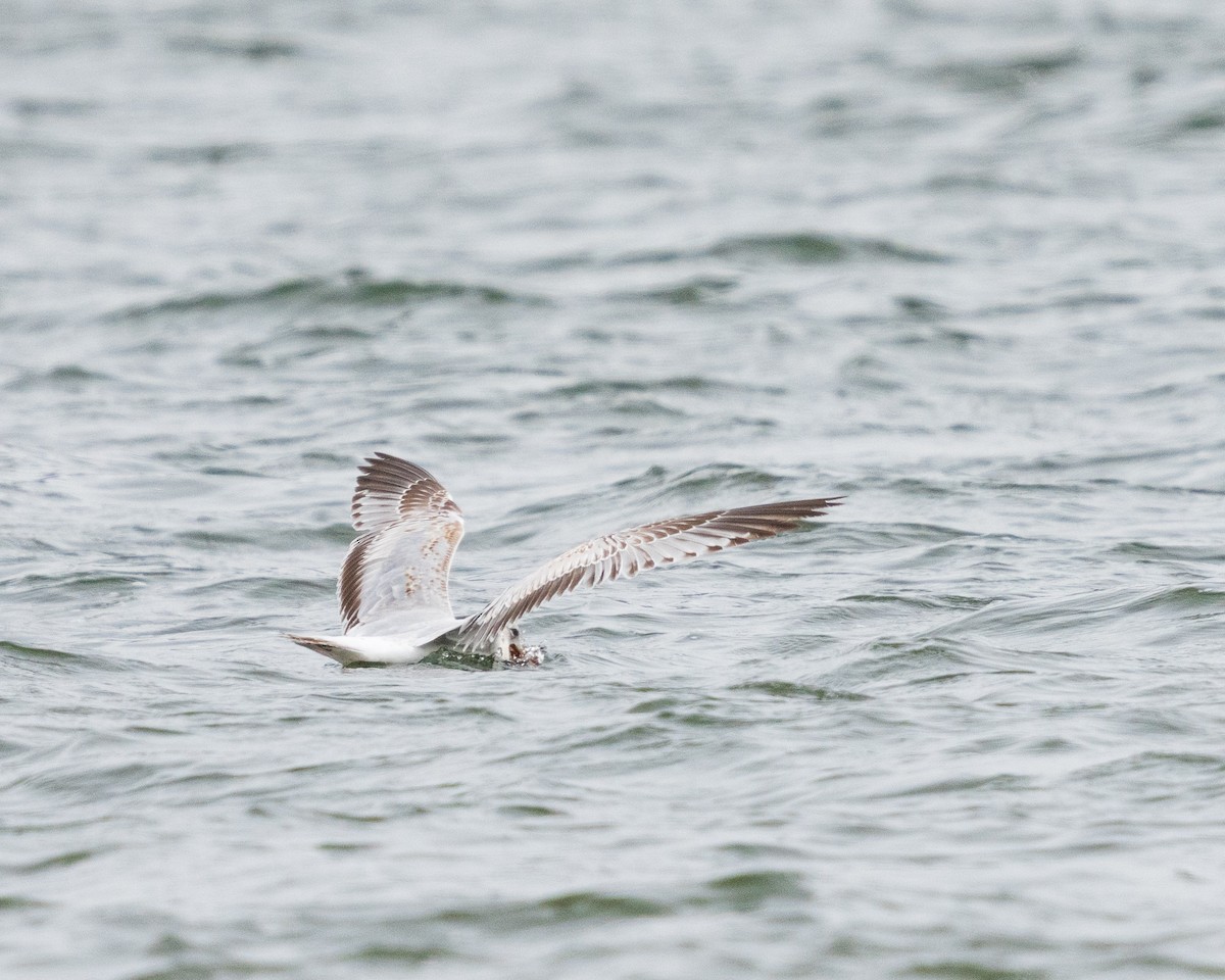 Ring-billed Gull - ML657411839
