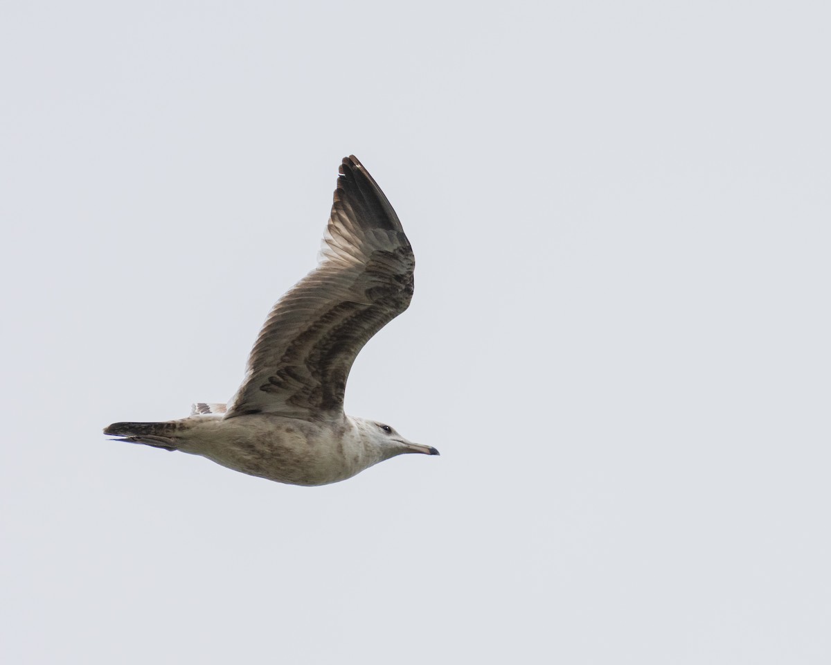 Ring-billed Gull - ML657411840
