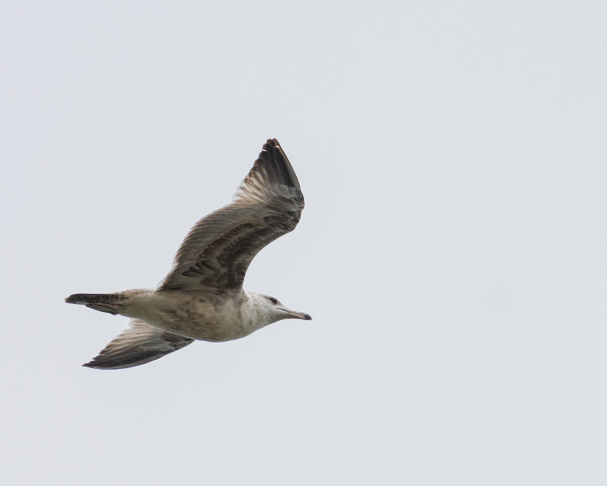 Ring-billed Gull - ML657411841