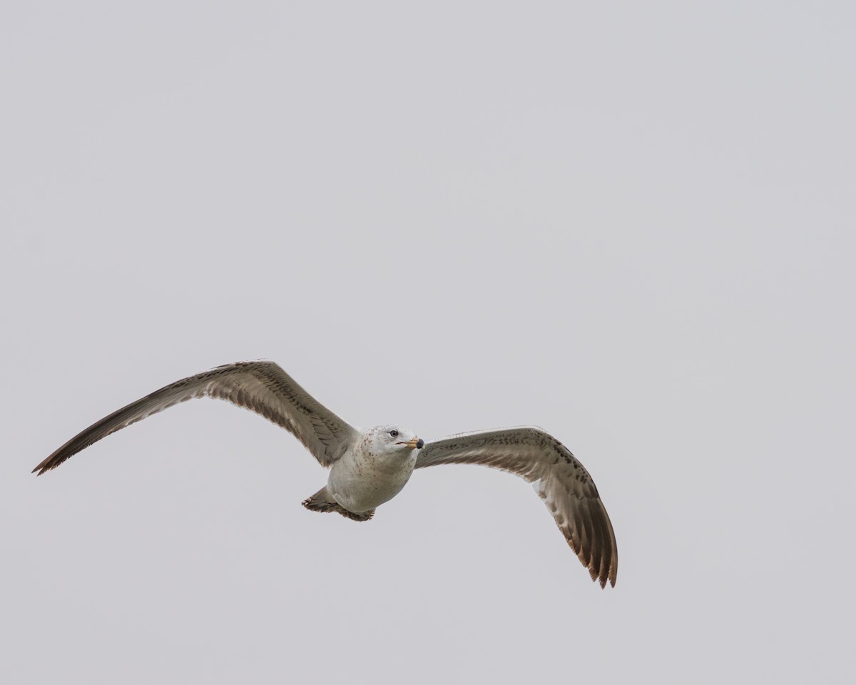Ring-billed Gull - ML657411842