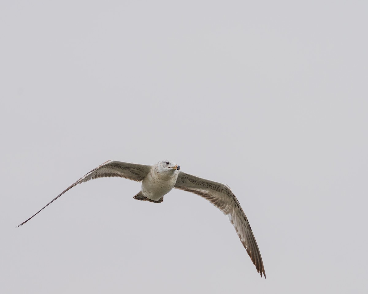 Ring-billed Gull - ML657411846