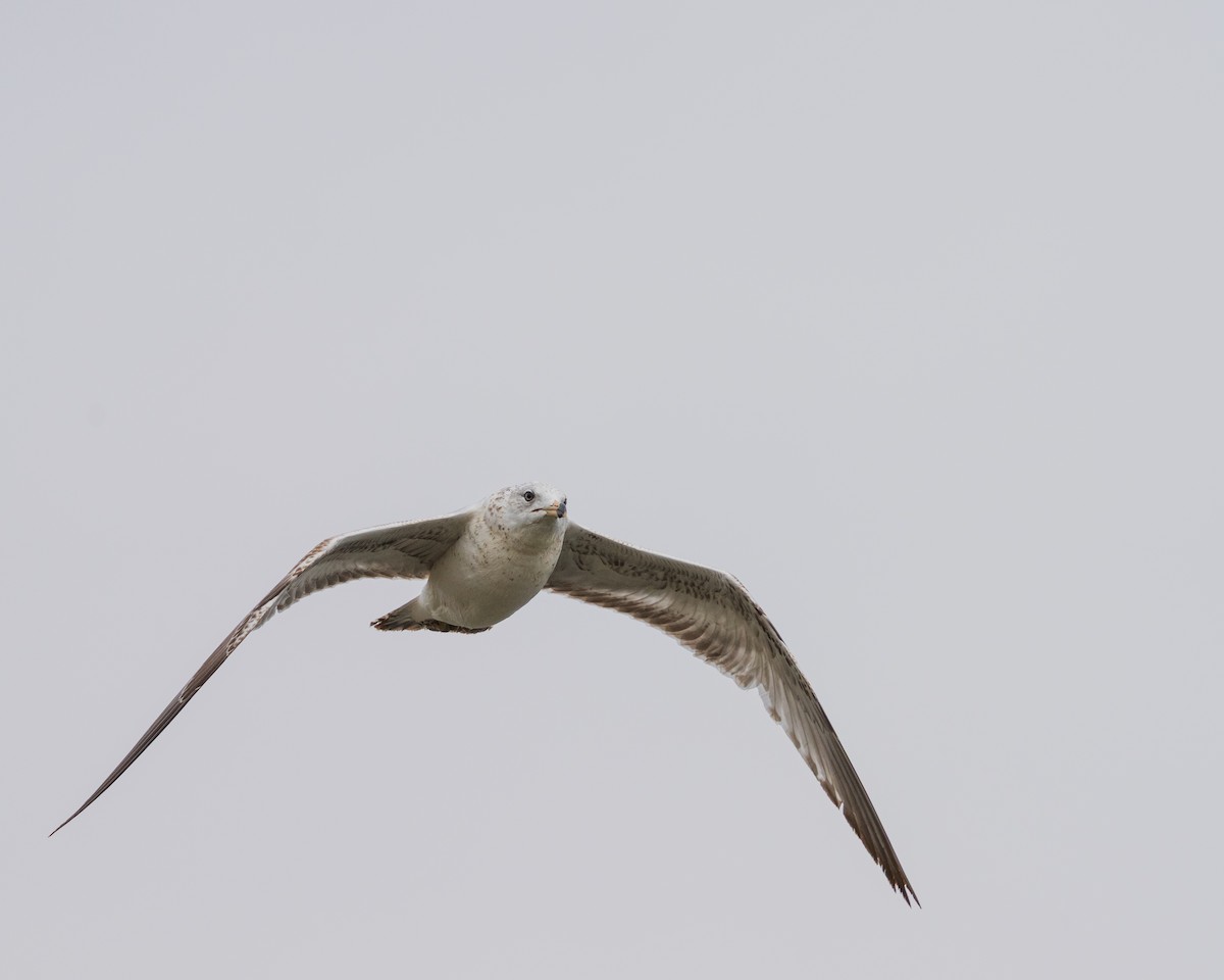 Ring-billed Gull - ML657411847