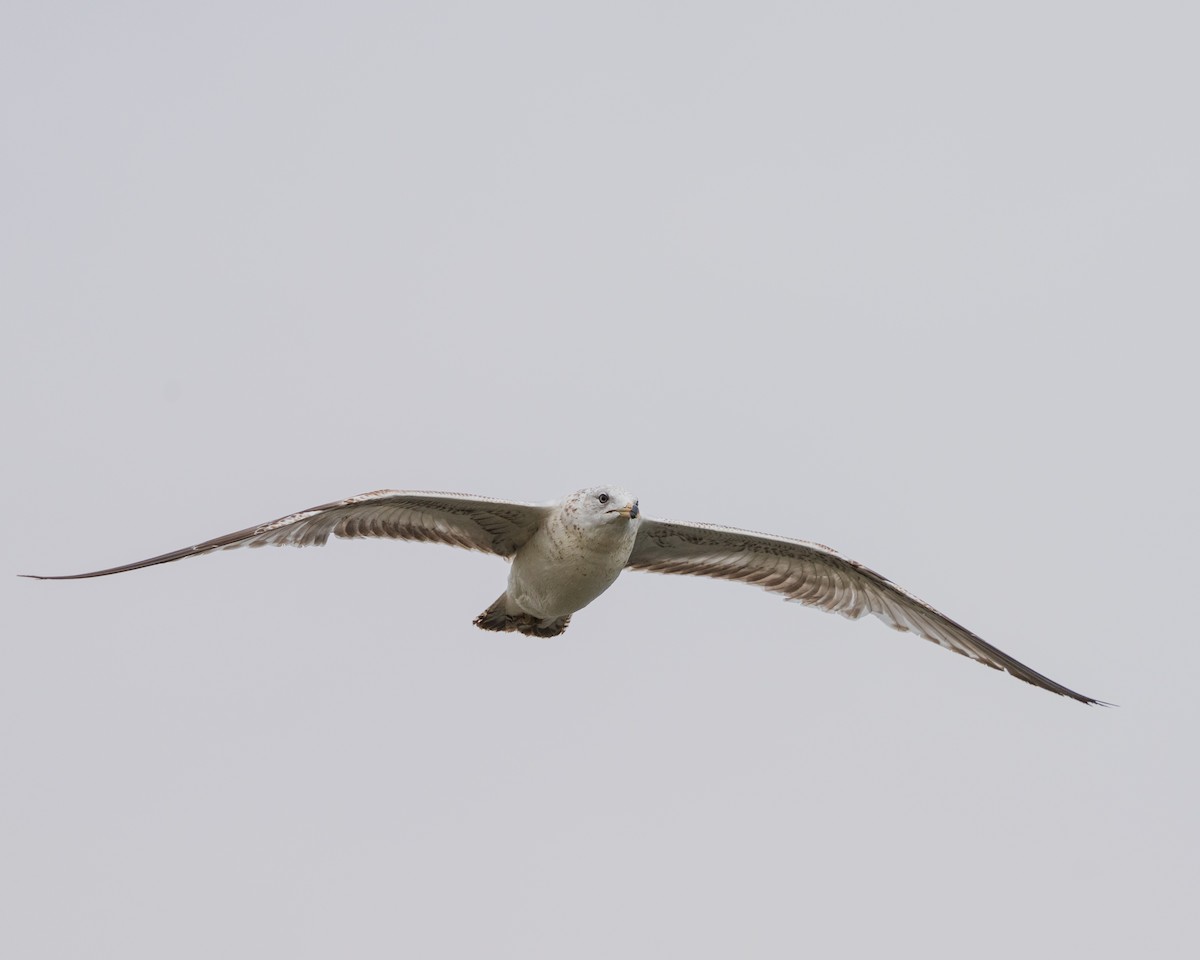 Ring-billed Gull - ML657411848