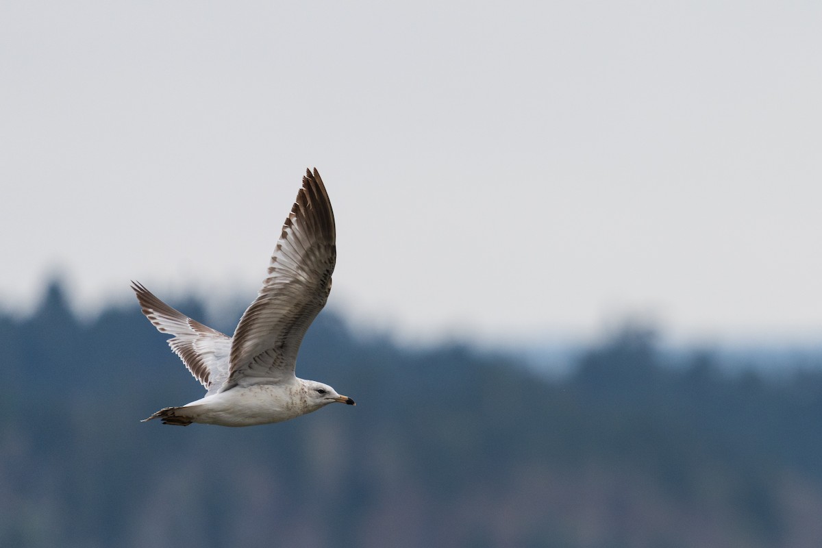 Ring-billed Gull - ML657411849