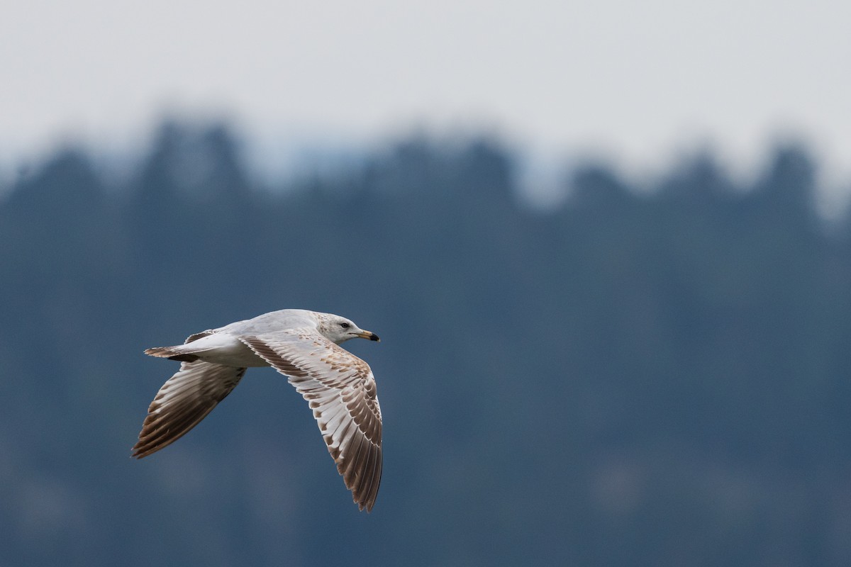 Ring-billed Gull - ML657411850