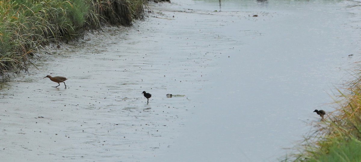 Ridgway's Rail (Light-footed) - ML657411855