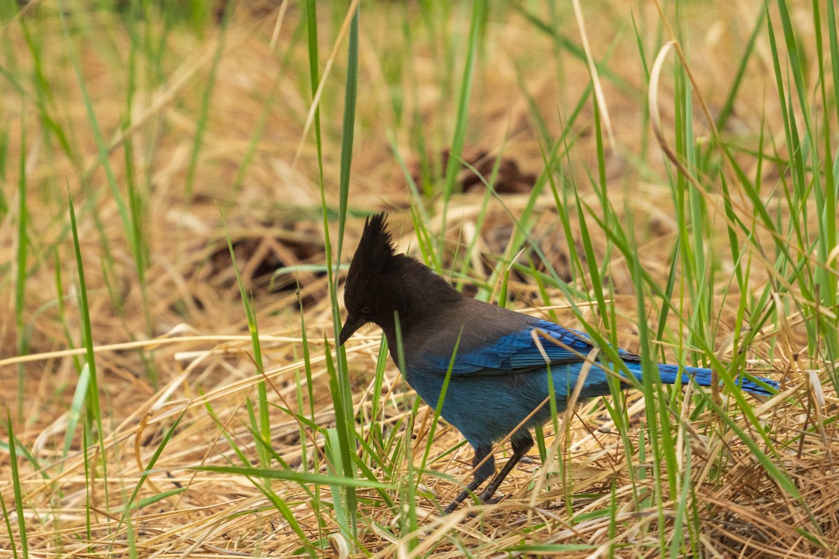 Steller's Jay - ML657411857