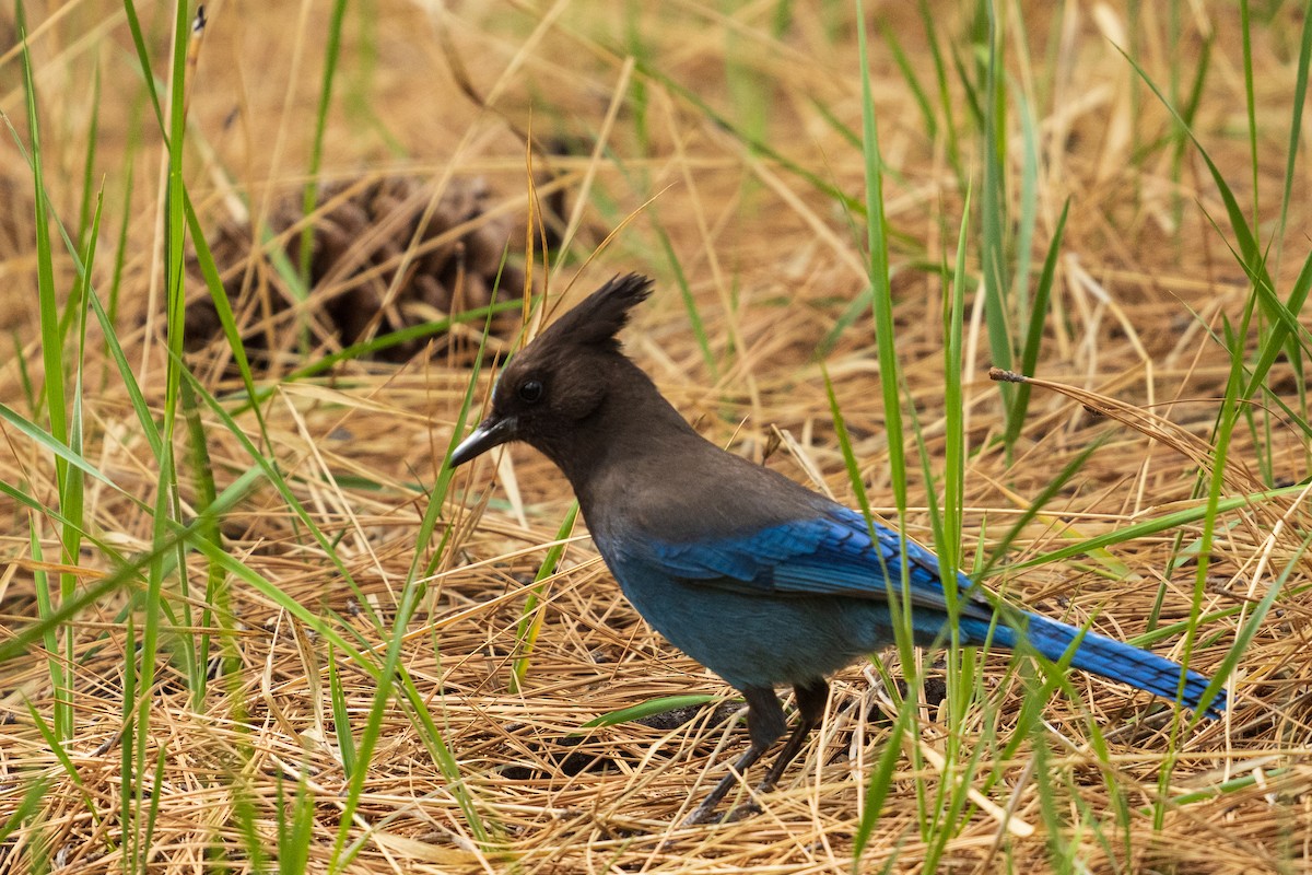 Steller's Jay - ML657411858
