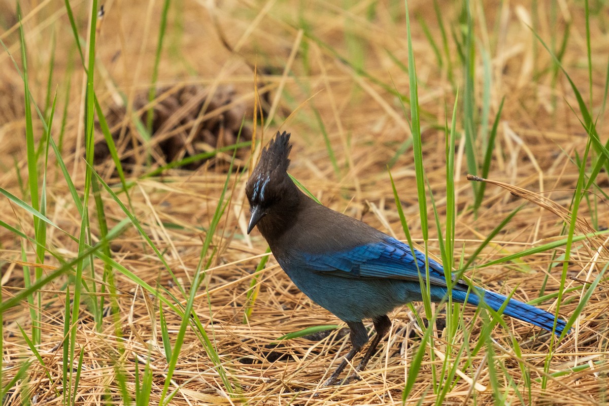 Steller's Jay - ML657411859