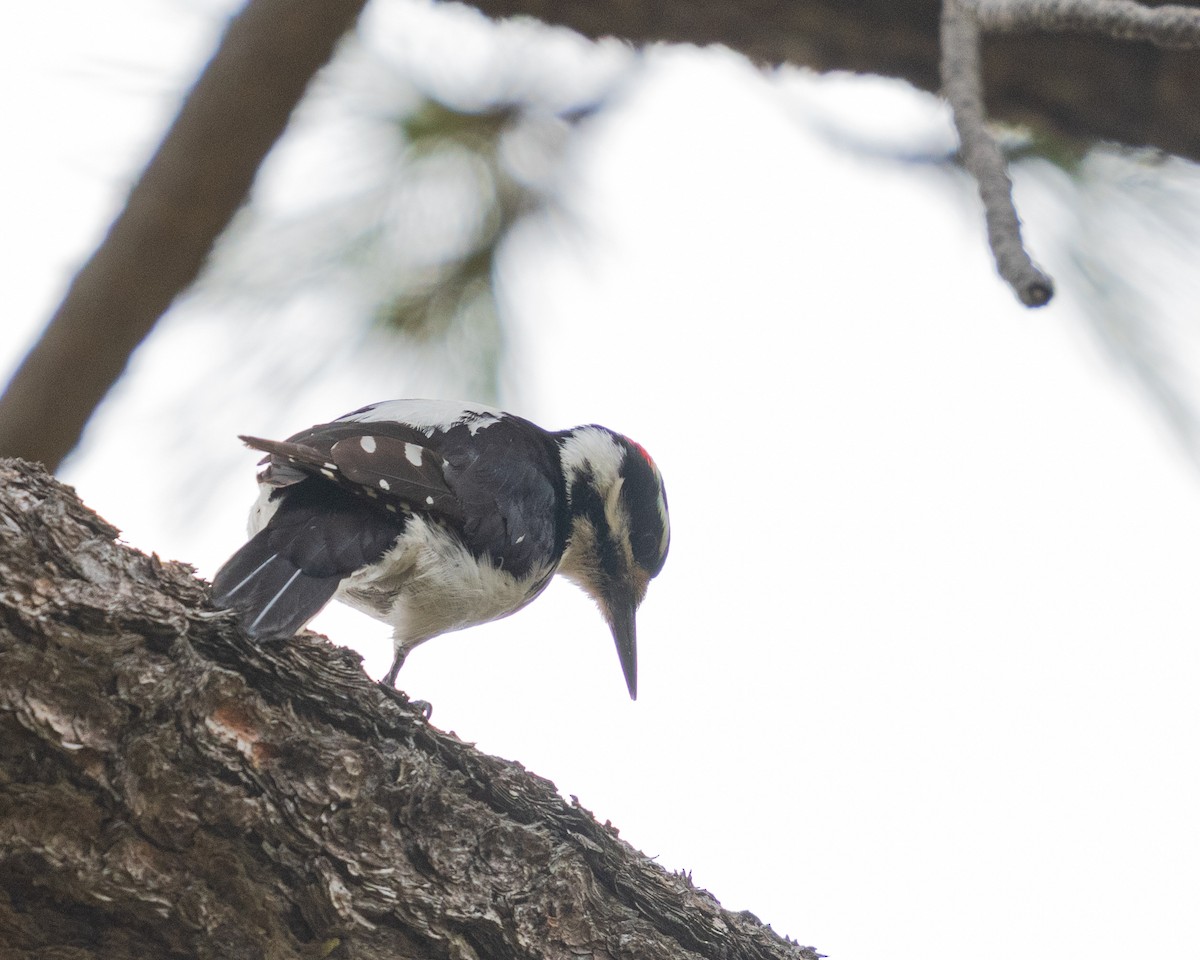 Hairy Woodpecker - ML657411871