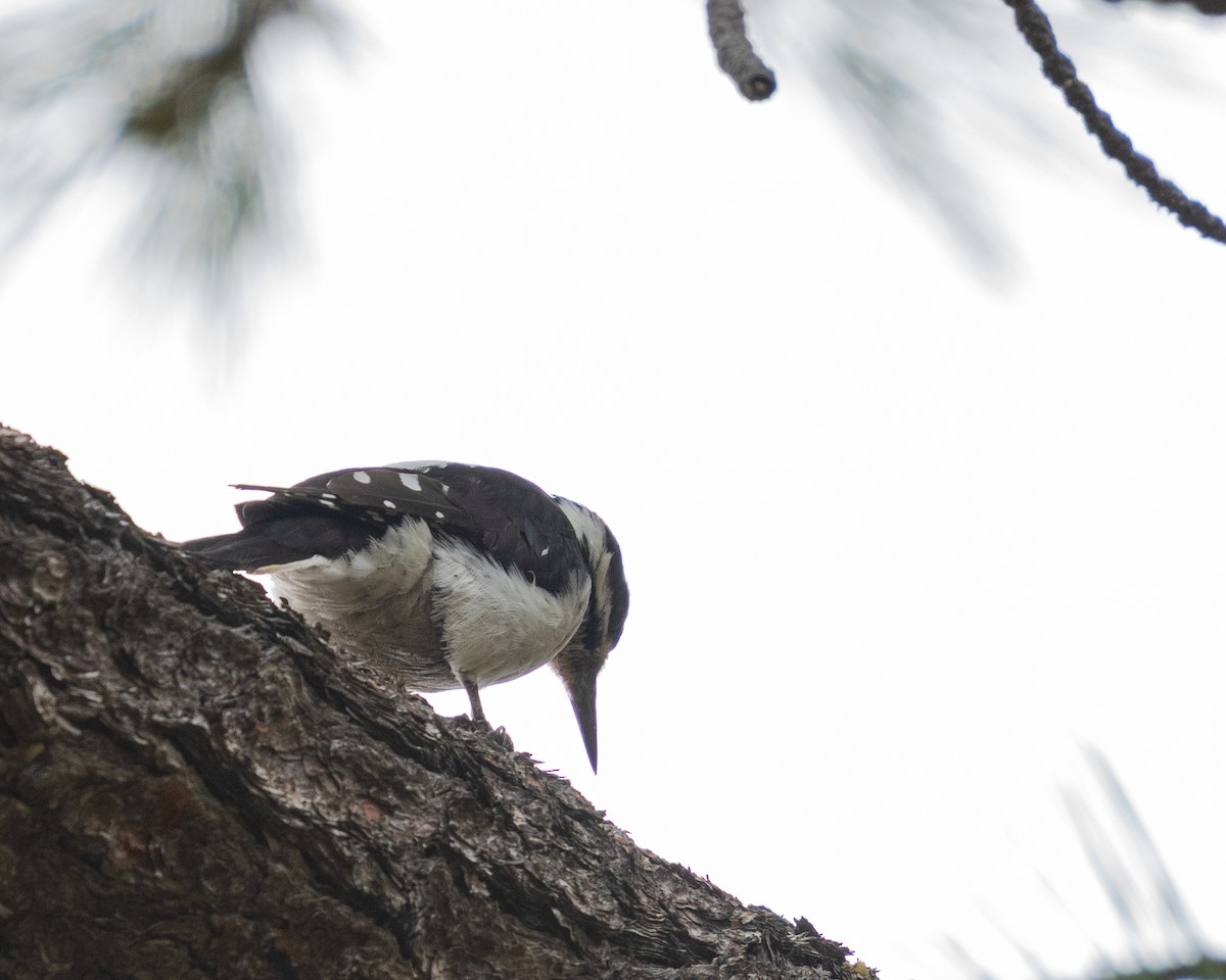 Hairy Woodpecker - ML657411872