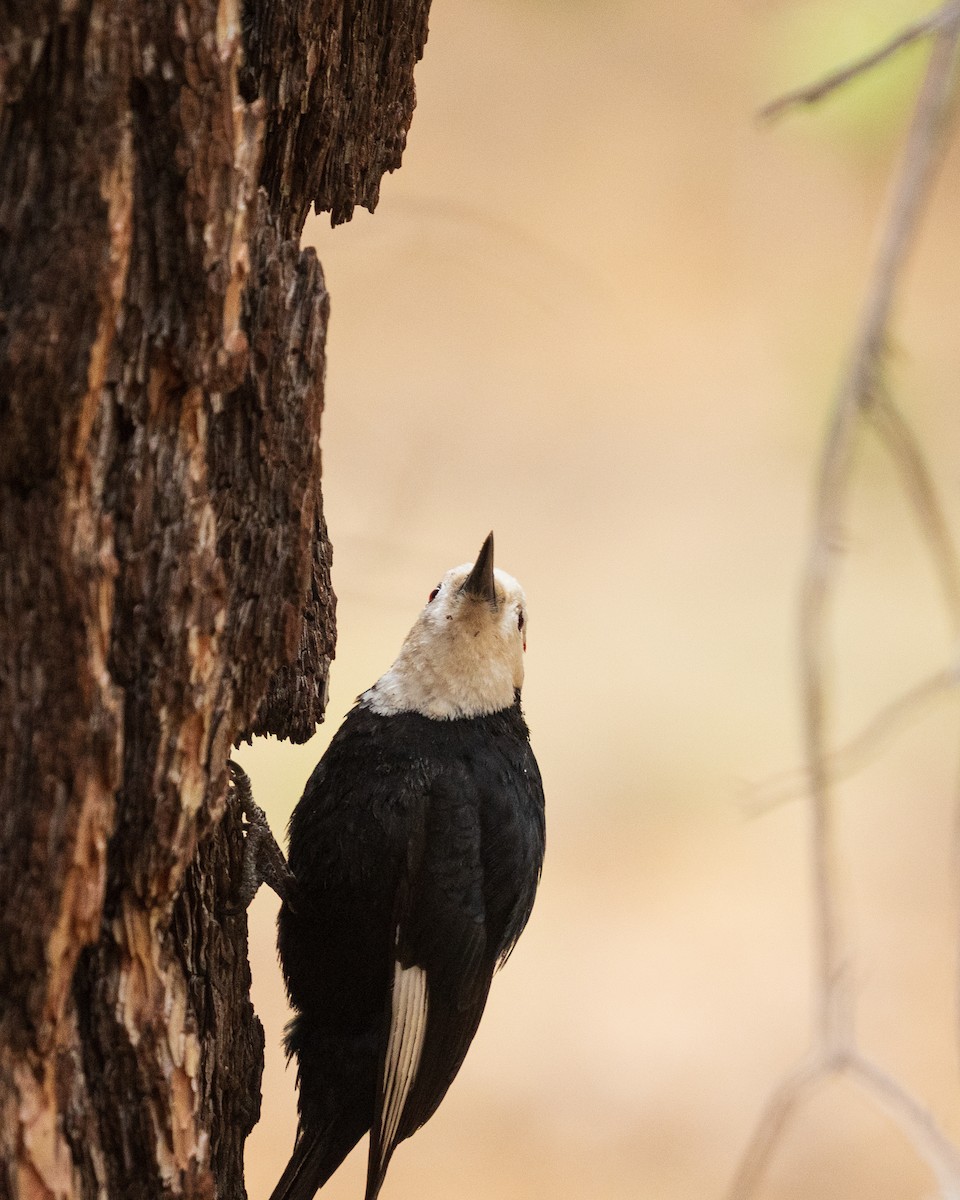 White-headed Woodpecker - ML657411893