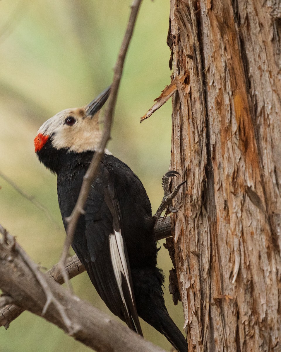 White-headed Woodpecker - ML657411895