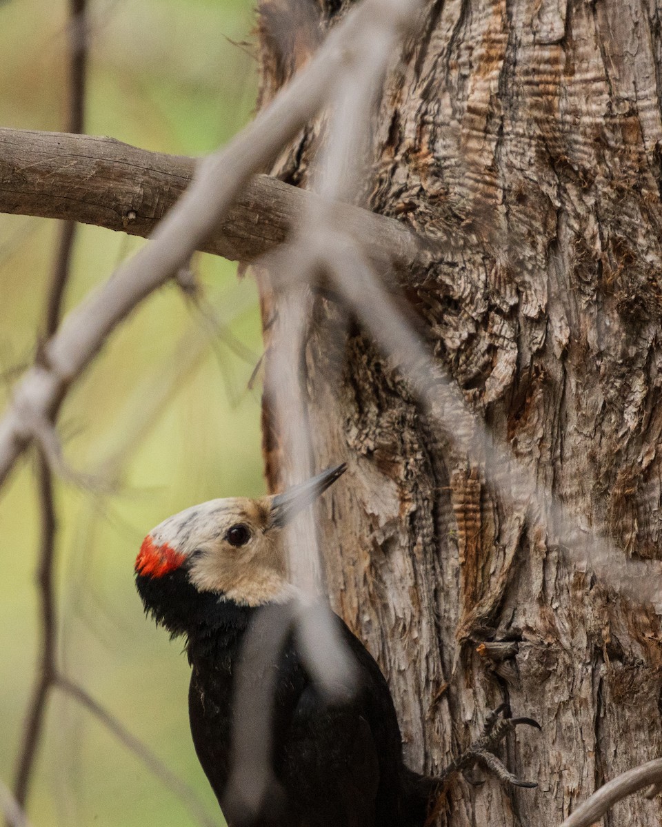White-headed Woodpecker - ML657411896