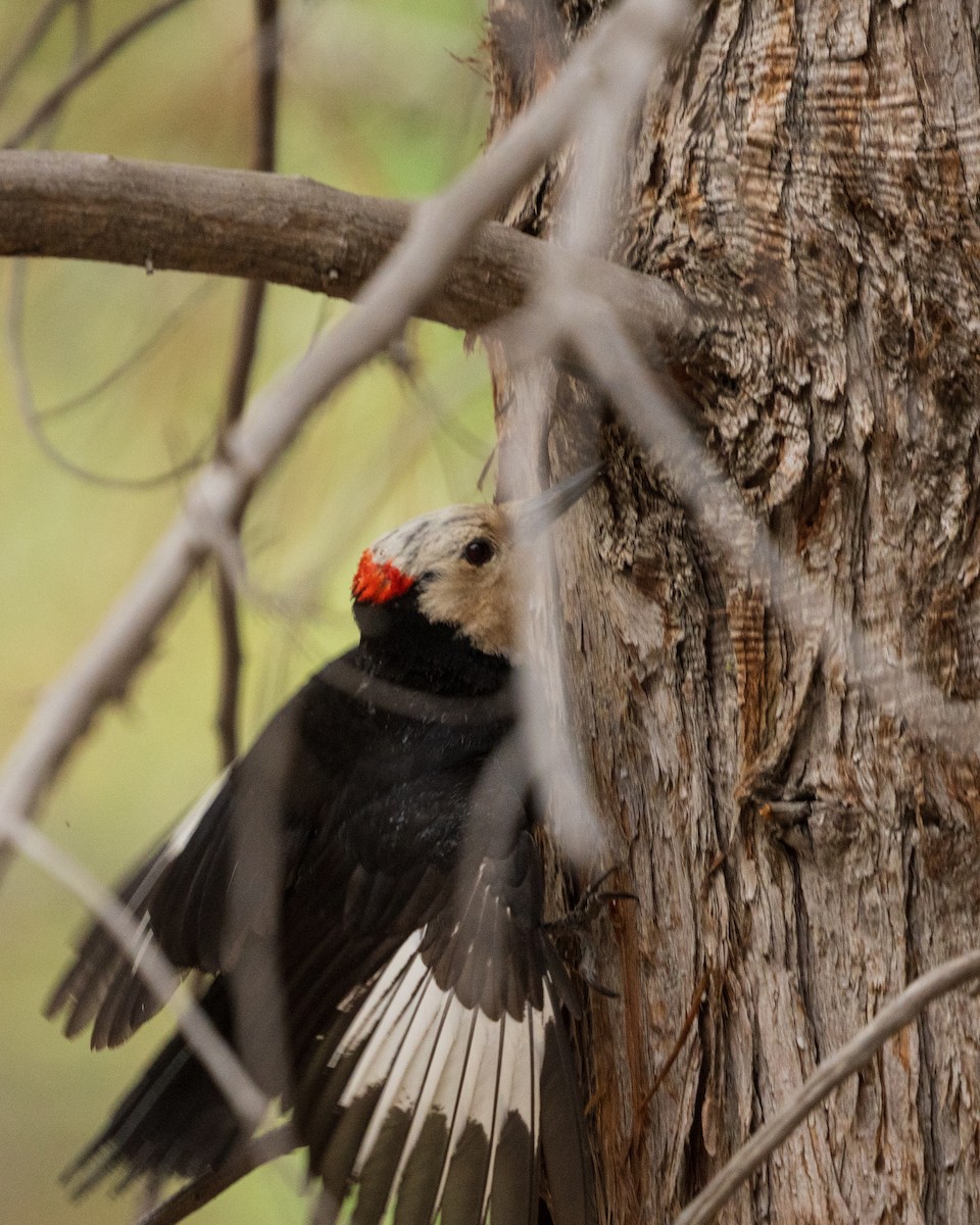 White-headed Woodpecker - ML657411897