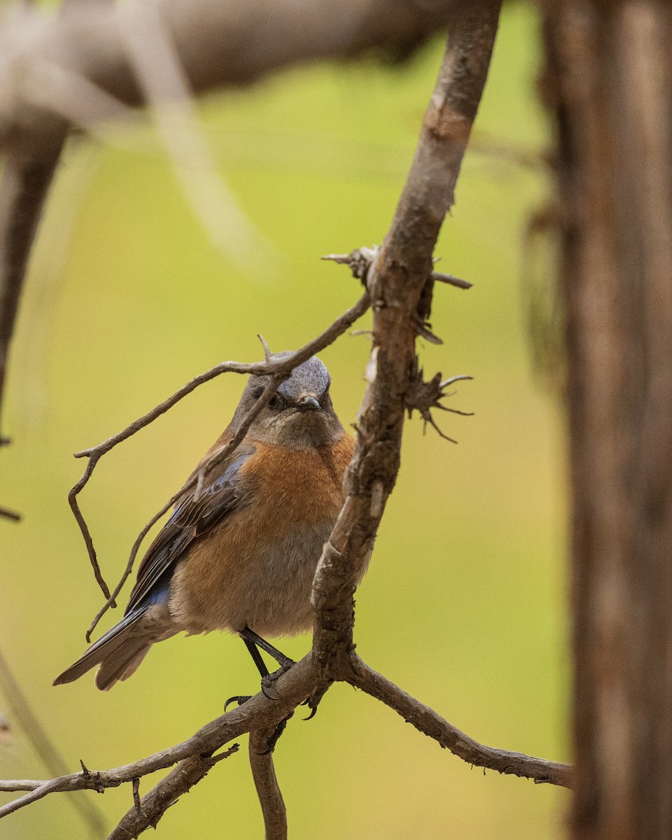 Western Bluebird - ML657411919