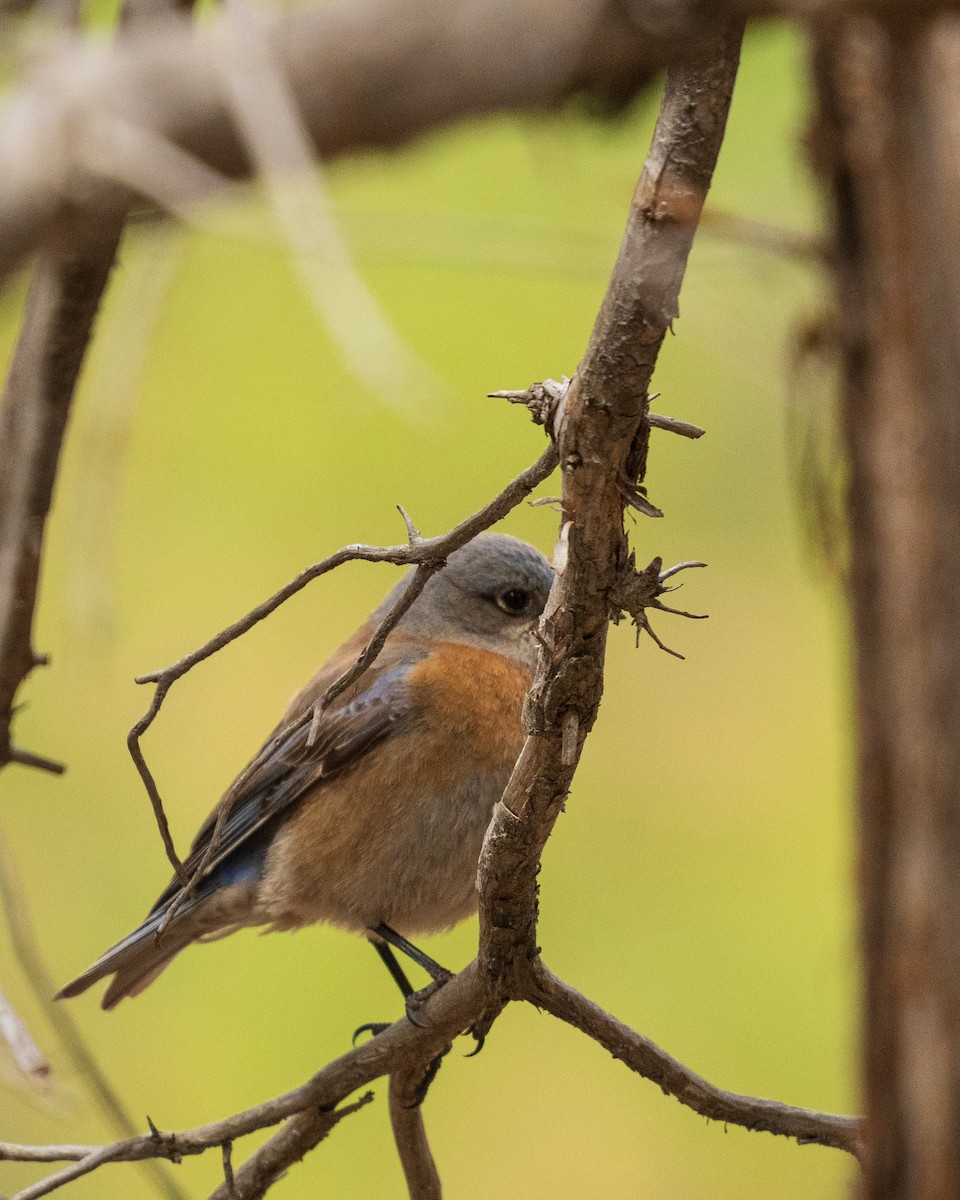 Western Bluebird - ML657411920