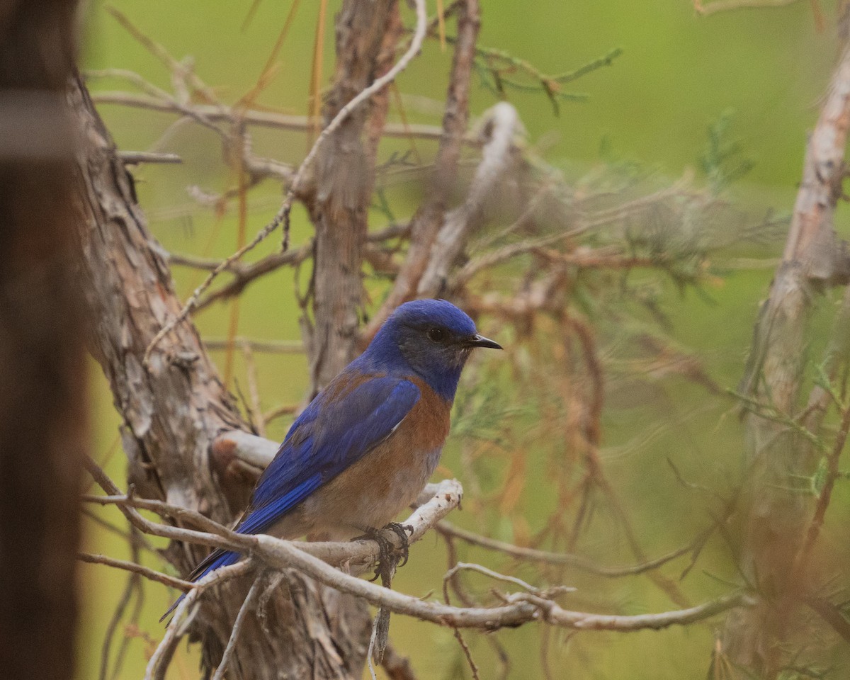 Western Bluebird - ML657411921
