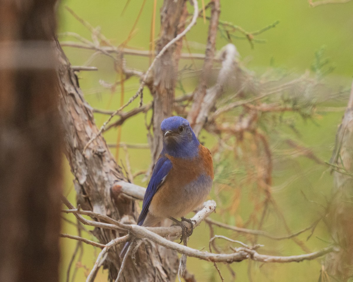 Western Bluebird - ML657411922