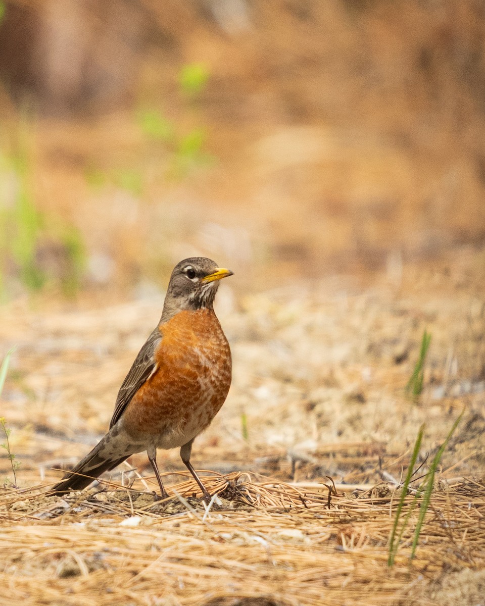American Robin - ML657411924