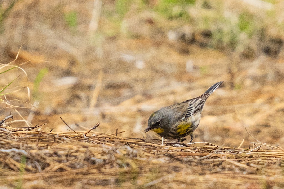 Yellow-rumped Warbler - ML657411927