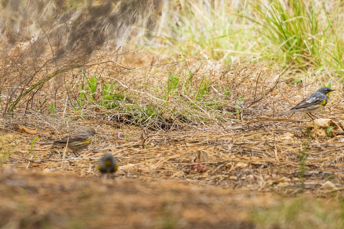 Yellow-rumped Warbler - ML657411928
