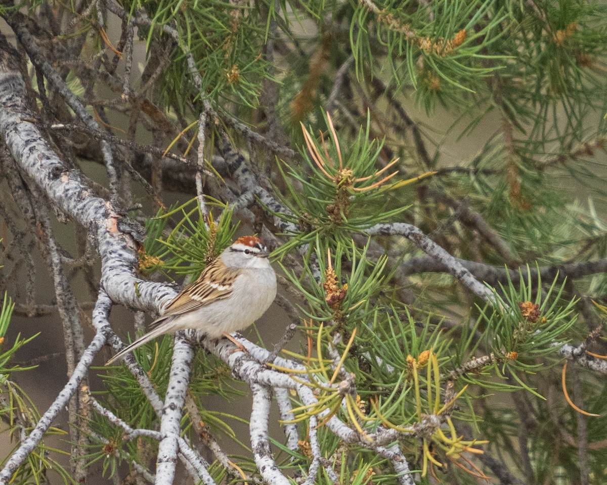 Chipping Sparrow - ML657411987