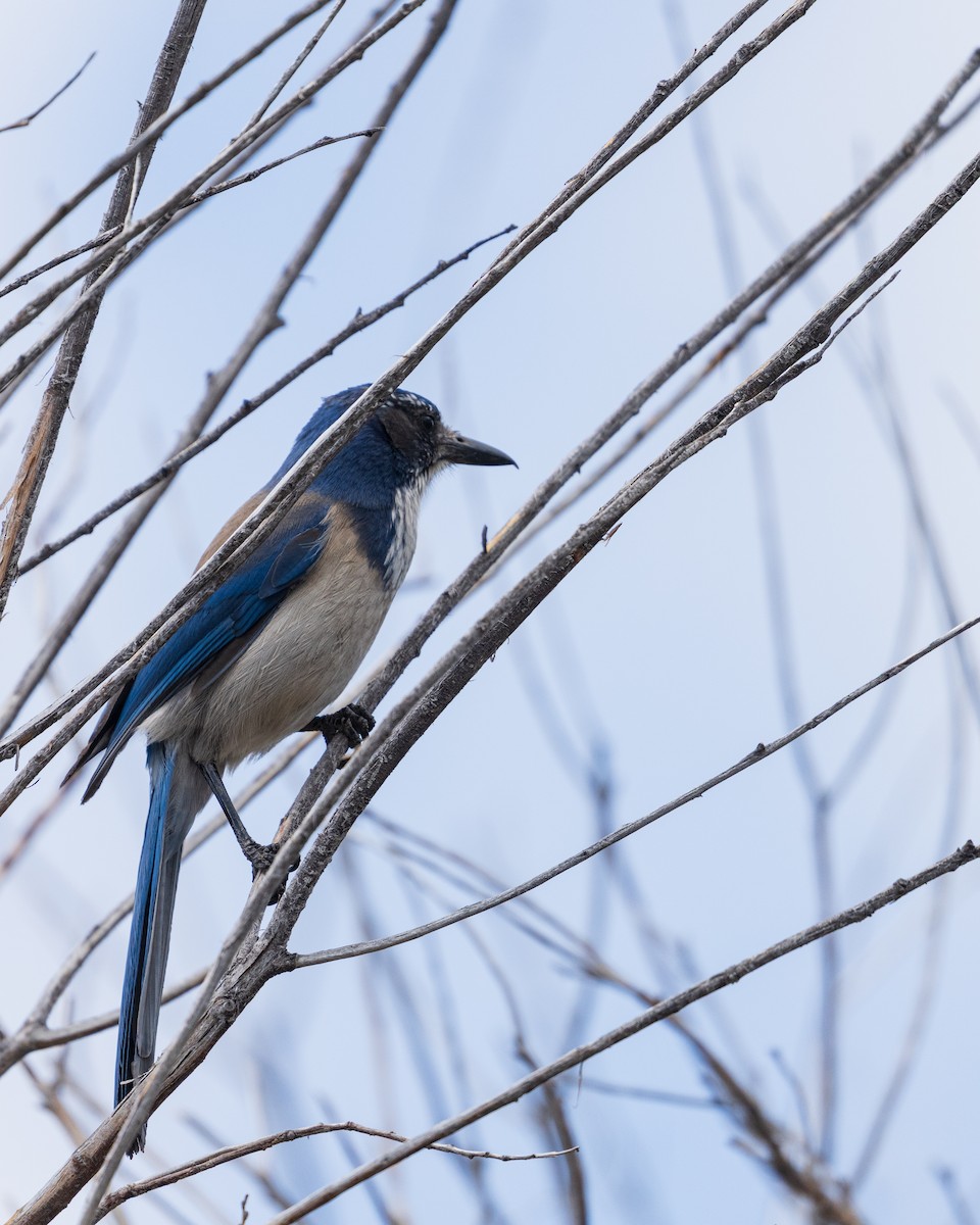 California Scrub-Jay - ML657412321