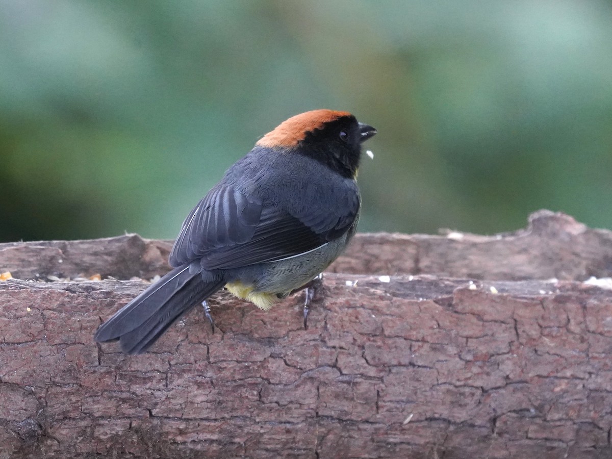 Black-fronted Brushfinch - ML657412417