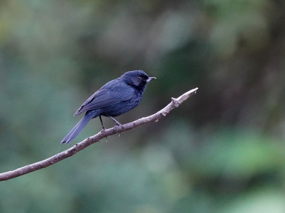 Black Flowerpiercer - ML657412442