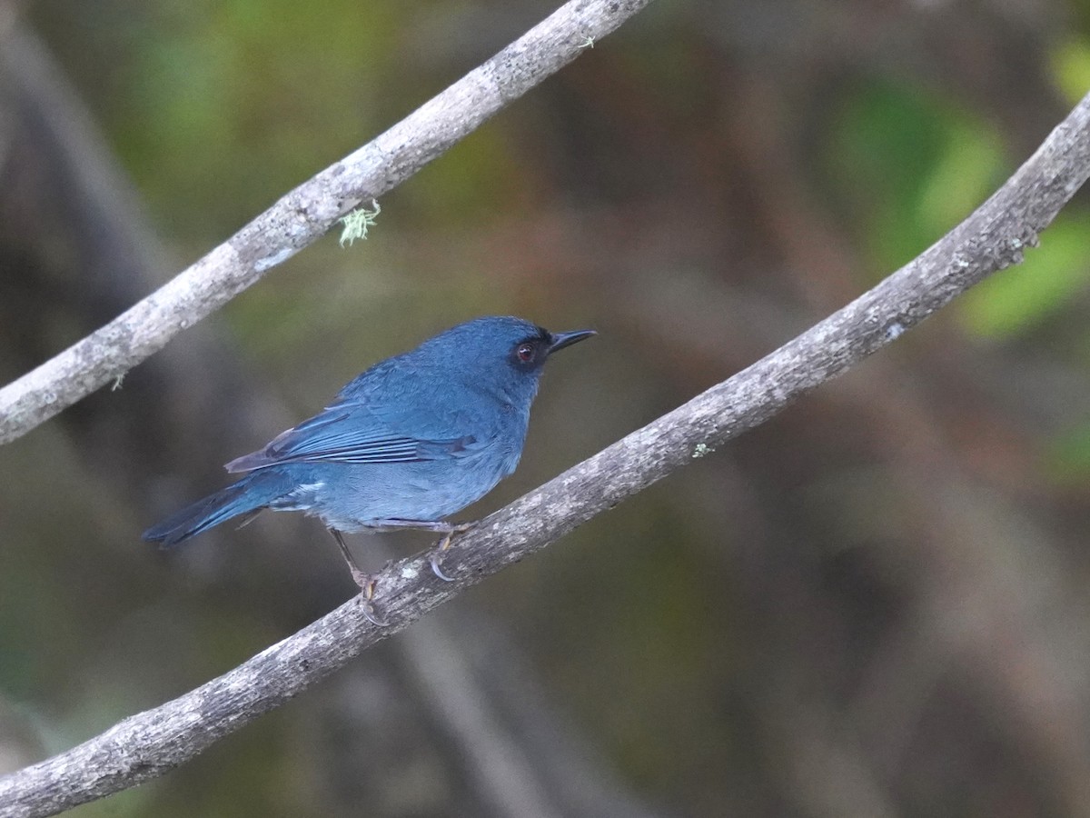 Bluish Flowerpiercer - ML657412449