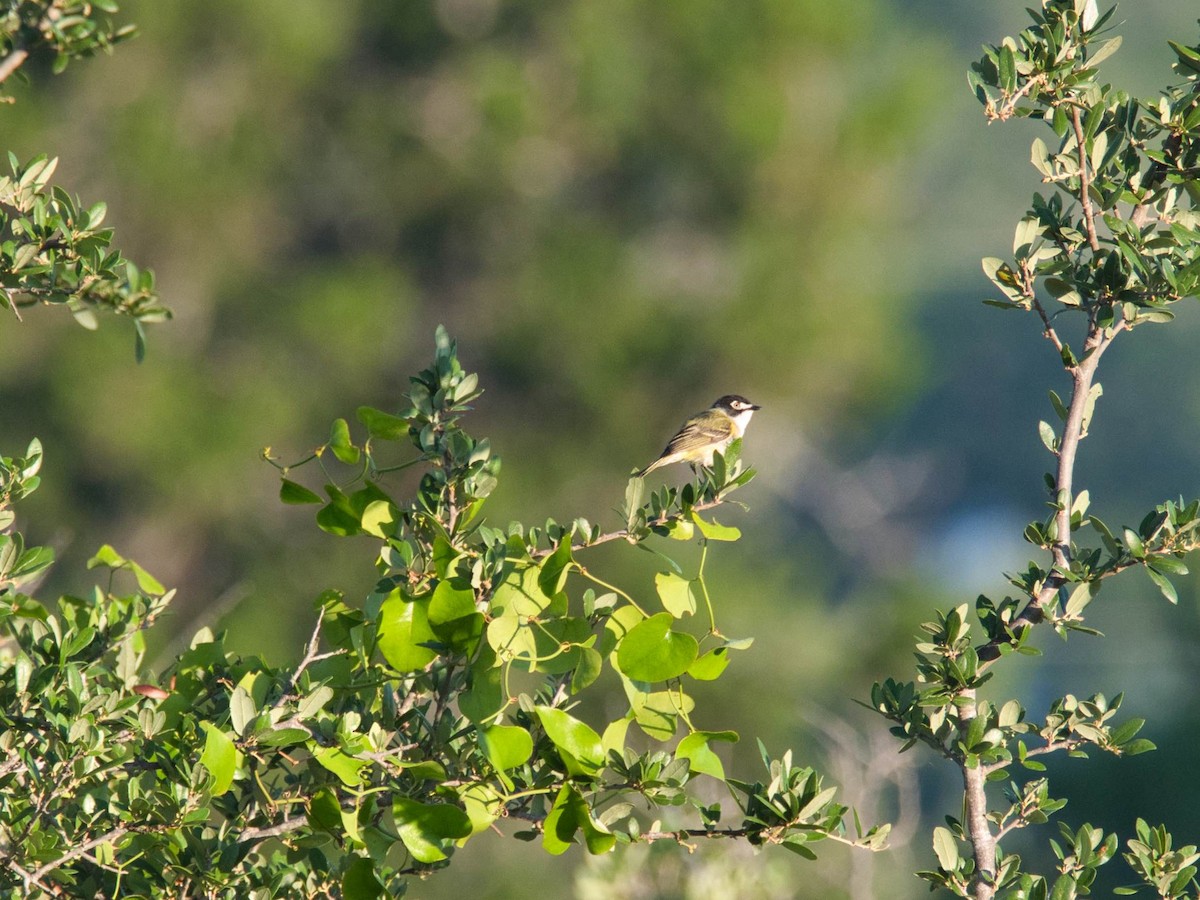 Black-capped Vireo - ML657412664