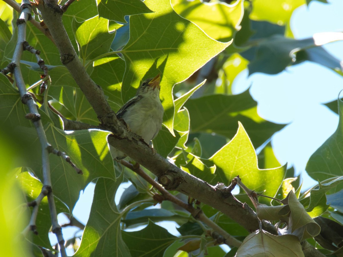 Northern Parula - ML657412743