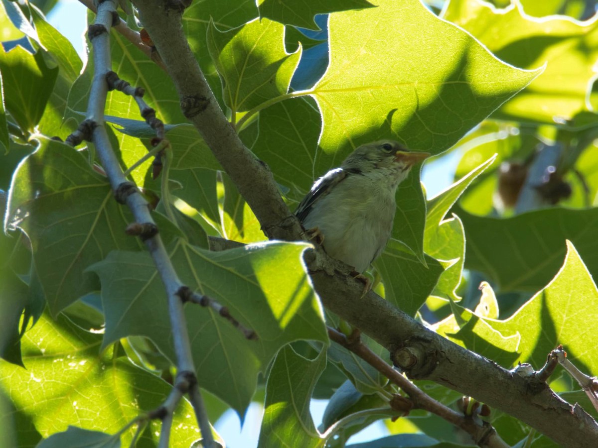 Northern Parula - ML657412744
