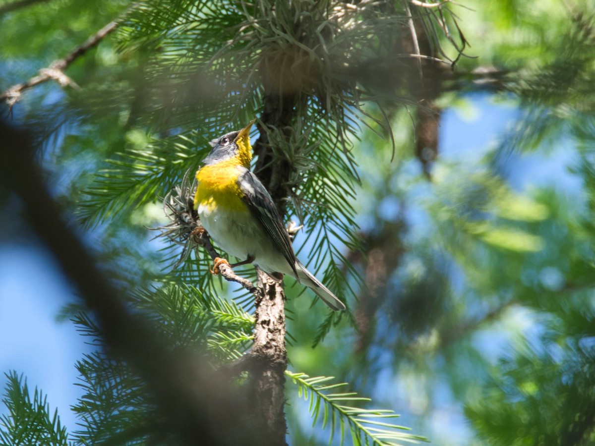Northern Parula - ML657412745