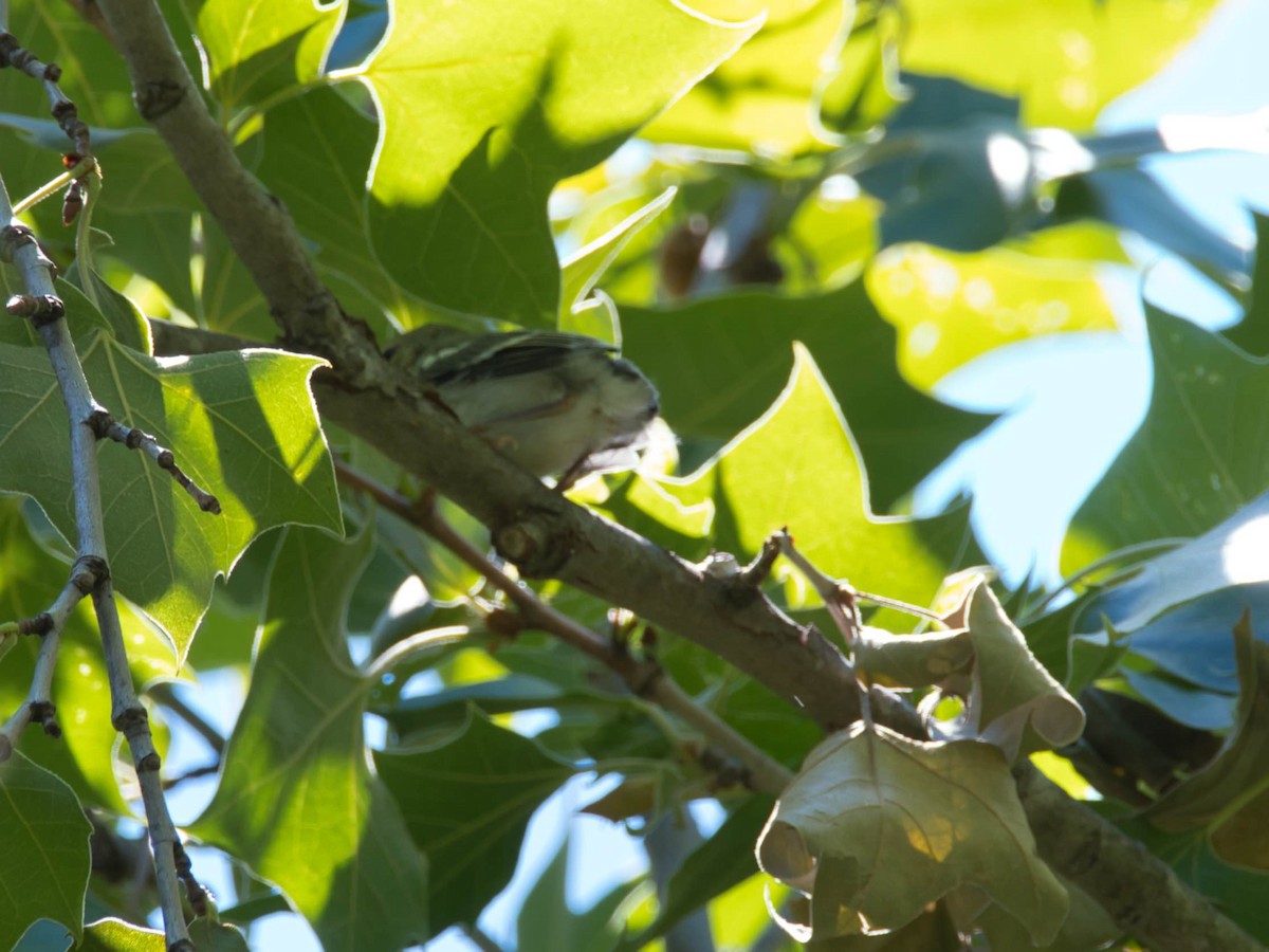 Northern Parula - ML657412746