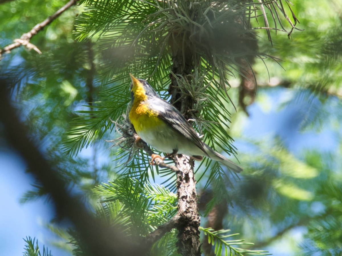 Northern Parula - ML657412747