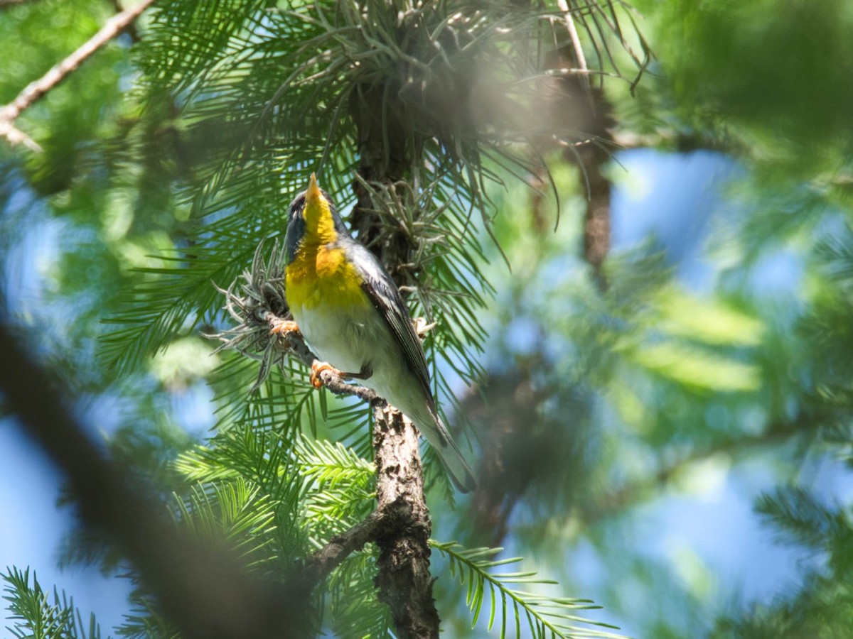 Northern Parula - ML657412748