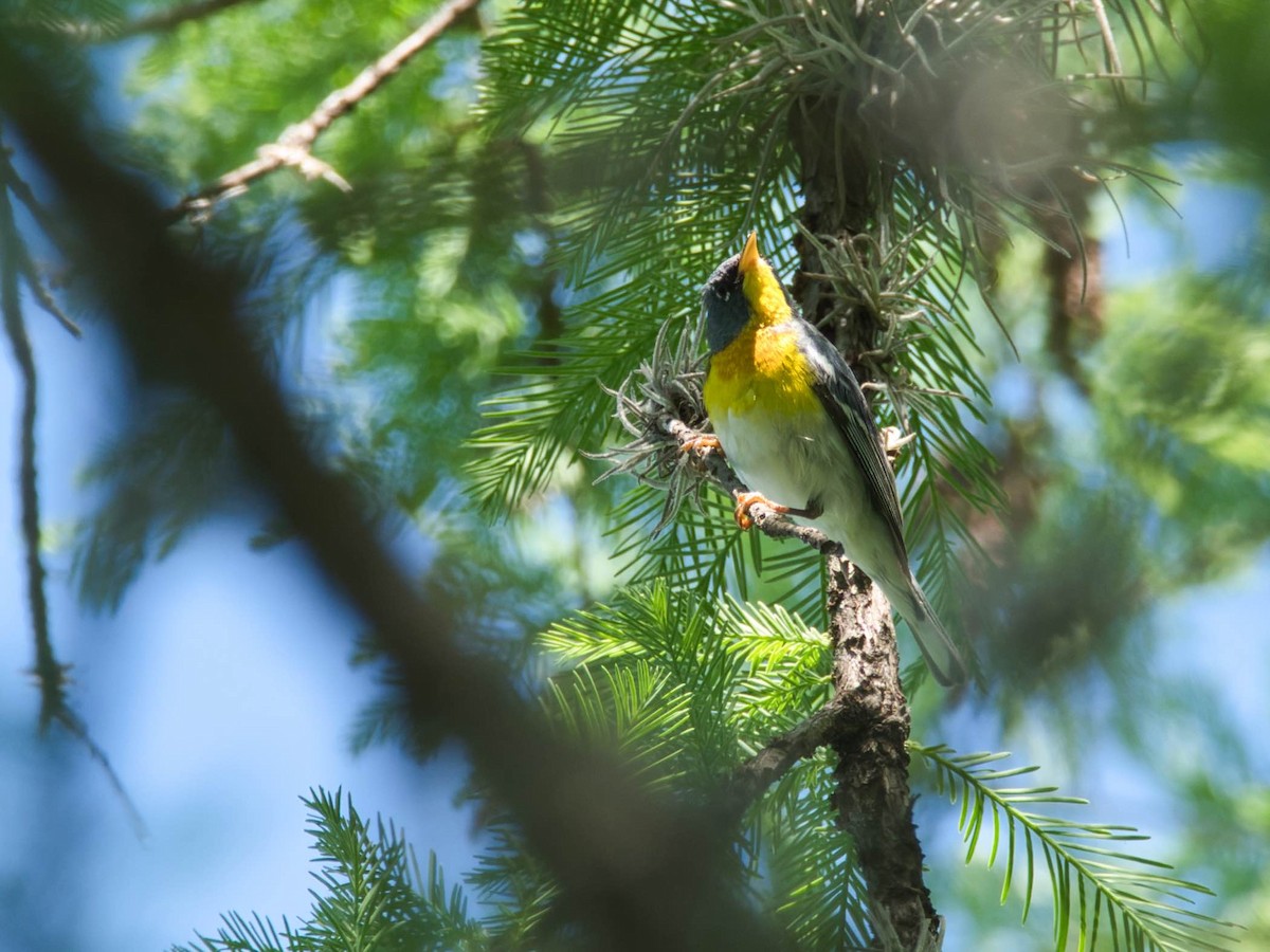Northern Parula - ML657412749
