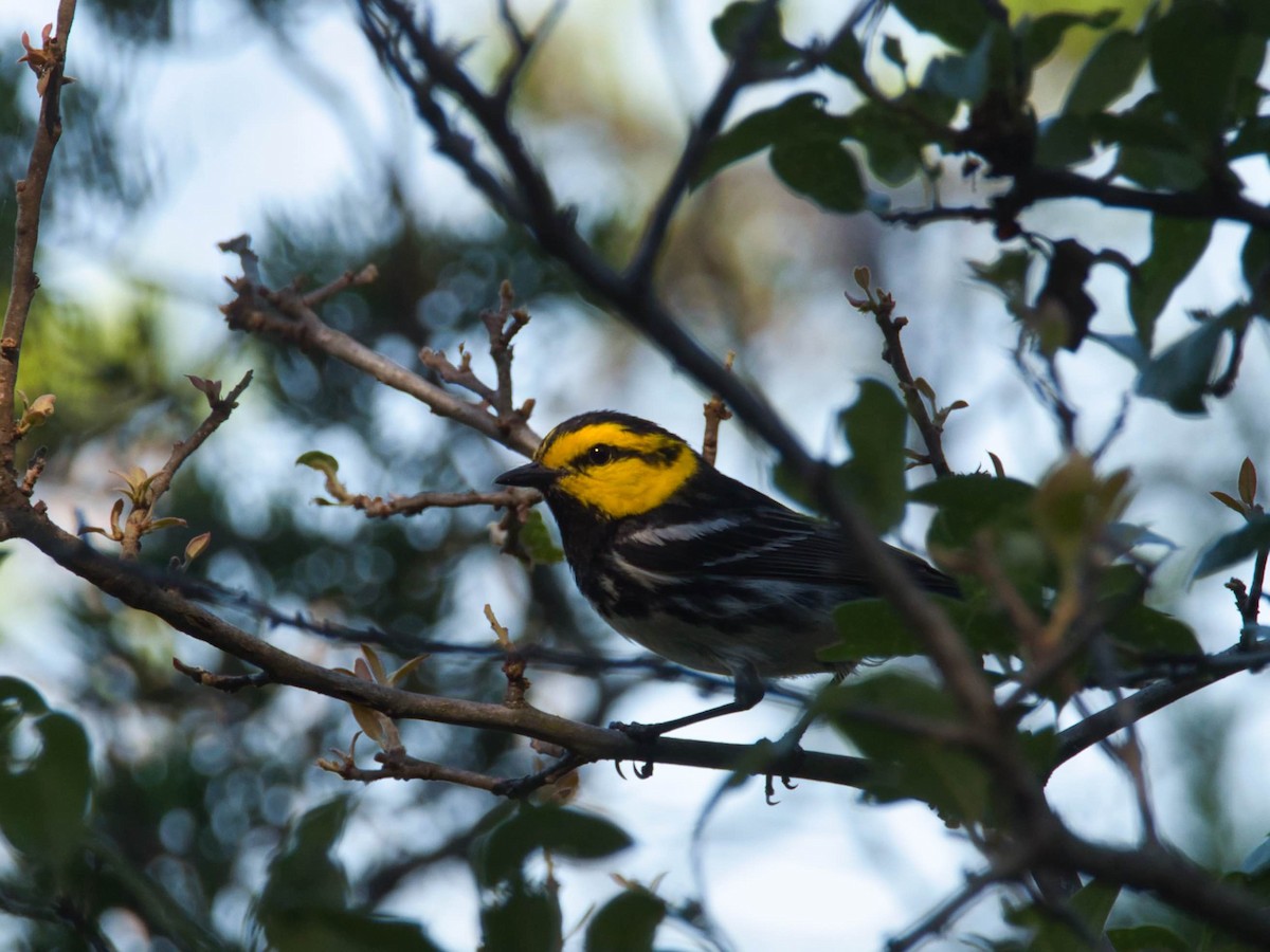 Golden-cheeked Warbler - ML657412761