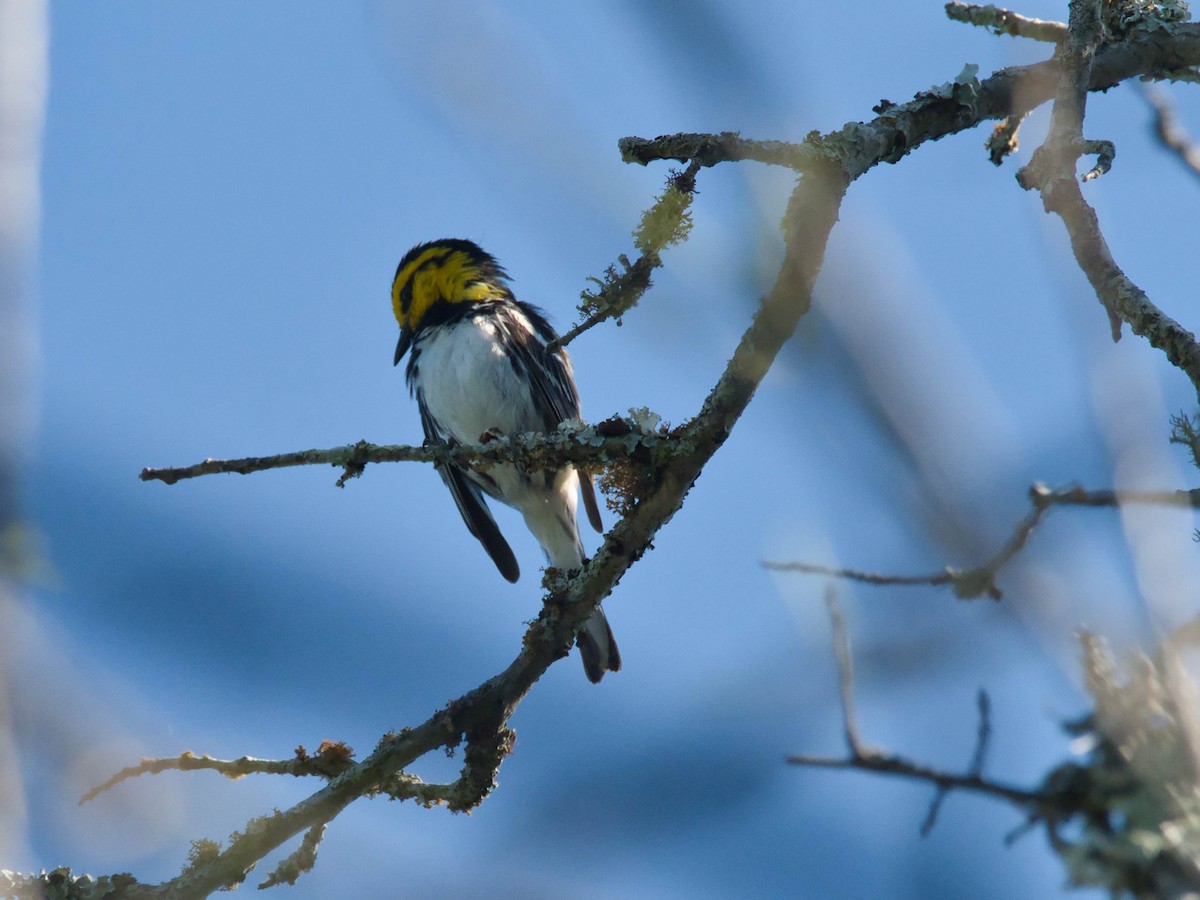 Golden-cheeked Warbler - ML657412762
