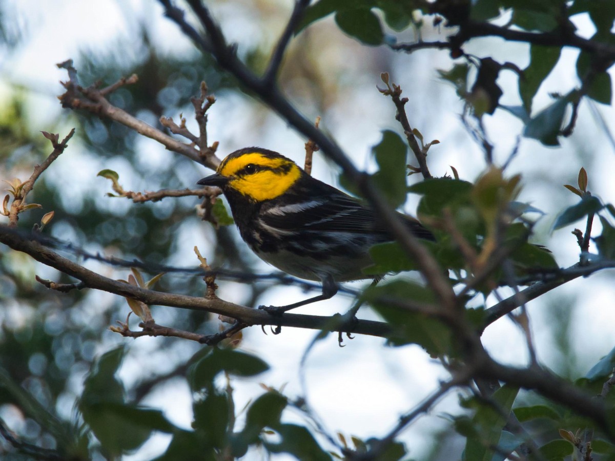 Golden-cheeked Warbler - ML657412763