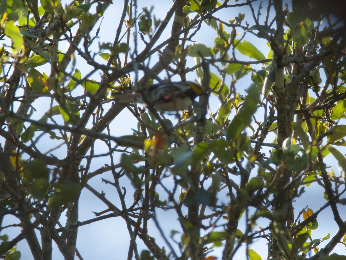 Golden-cheeked Warbler - ML657412764