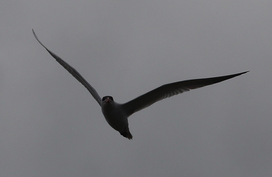 Caspian Tern - ML657413275