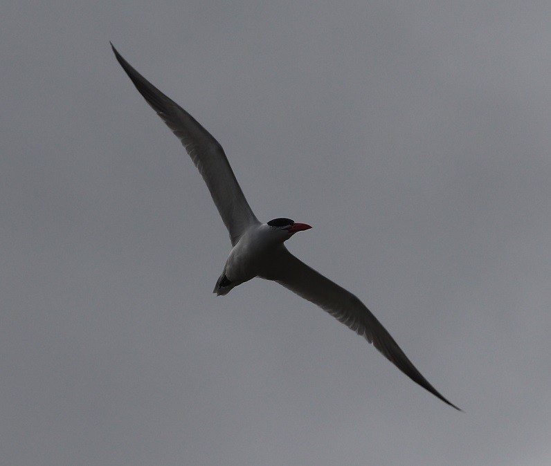 Caspian Tern - ML657413276