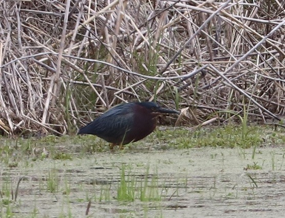 Green Heron - ML657413380