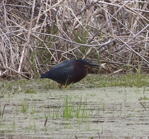 Green Heron - ML657413381
