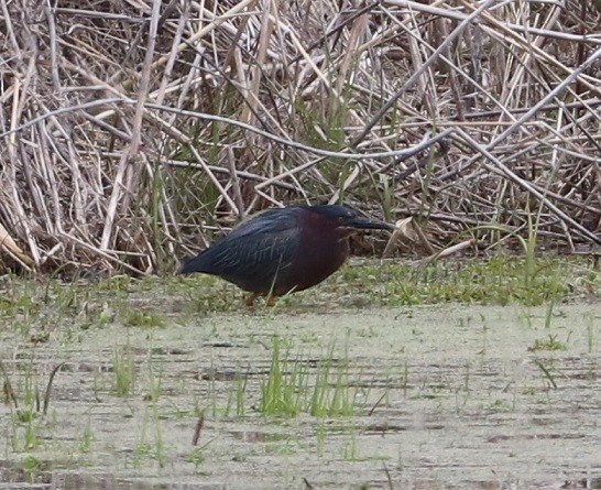 Green Heron - ML657413382